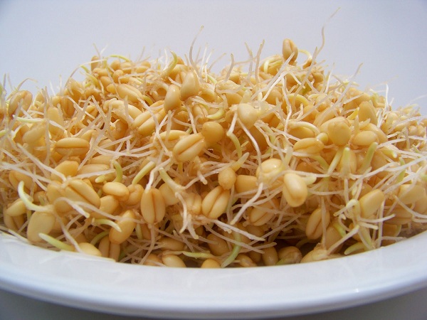 پودر جوانه گندم  250 گرمی 