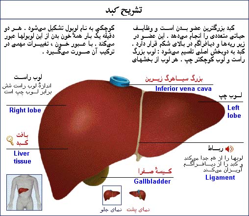 کبد چرب  یک التهاب کبدی است که در اثر تجمع بیش از اندازه ی چربی در بافت کبد ایجاد می شود