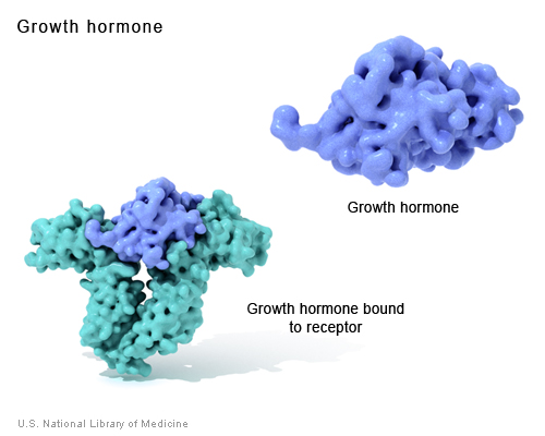 هورمون رشد growth hormone