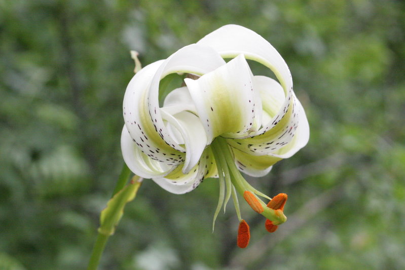 شكوفه زدن سوسن چلچراغ در رودبار Lilium ledebourii